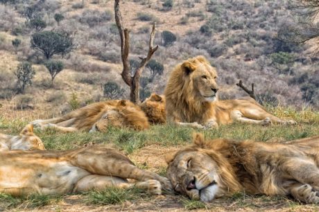 Smečka lvů v Krugerova národním parku