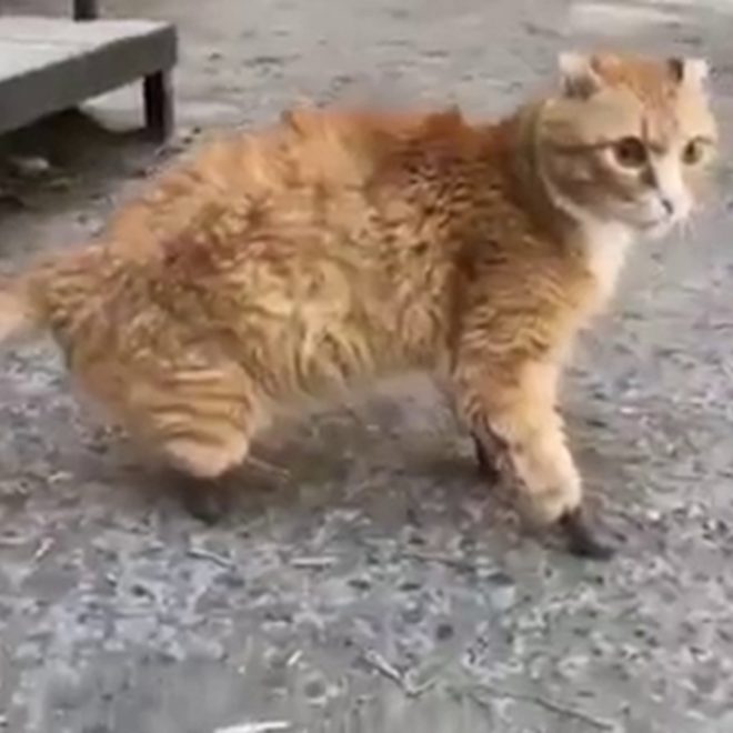 Velká prsa velká kočička rty