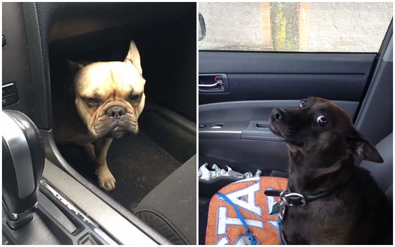 My jdeme k&nbsp;veterináři?! FOTKY chlupáčů, kteří doktora v&nbsp;lásce nemají