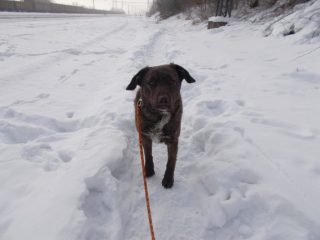 Zrůda zahrabala psa v&nbsp;pytli do sněhu. Otřesný případ ze Sokolovska má šťastný konec!