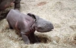 V plzeňské ZOO se narodilo mládě vzácného nosorožce indického. Je to holka!