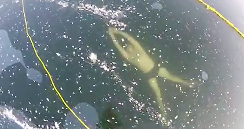 VIDEO: Otužilý Čech překonává možnosti lidského těla, plaval bez neoprenu pod ledem
