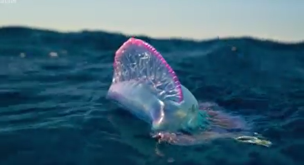 Záhadné stvoření v oceánu? Pestrobarevný tvor klame krásným tělem, je velmi nebezpečný.VIDEO