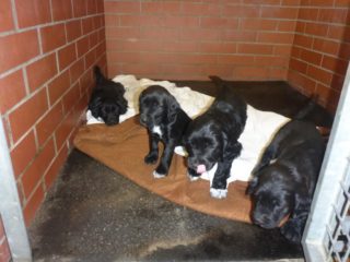 Žena v&nbsp;Praze našla 4 opuštěná štěňata. Bez její pomoci by zahynula!