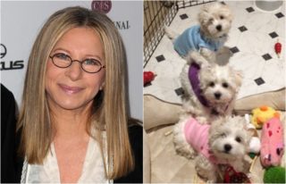 Adoptuj, neklonuj! Barbra Streisand si nechala naklonovat psy, čelí kritice