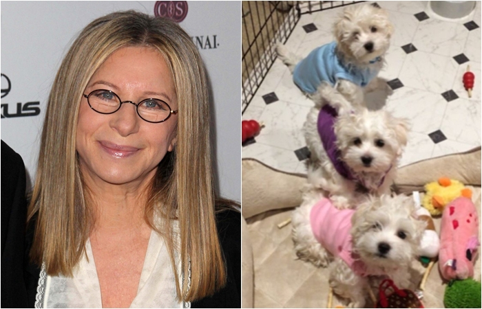Adoptuj, neklonuj! Barbra Streisand si nechala naklonovat psy, čelí kritice
