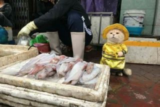 Tenhle kocour je nejlepší prodejce ryb! Nosí roztomilé oblečky