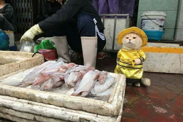 Tenhle kocour je nejlepší prodejce ryb! Nosí roztomilé oblečky