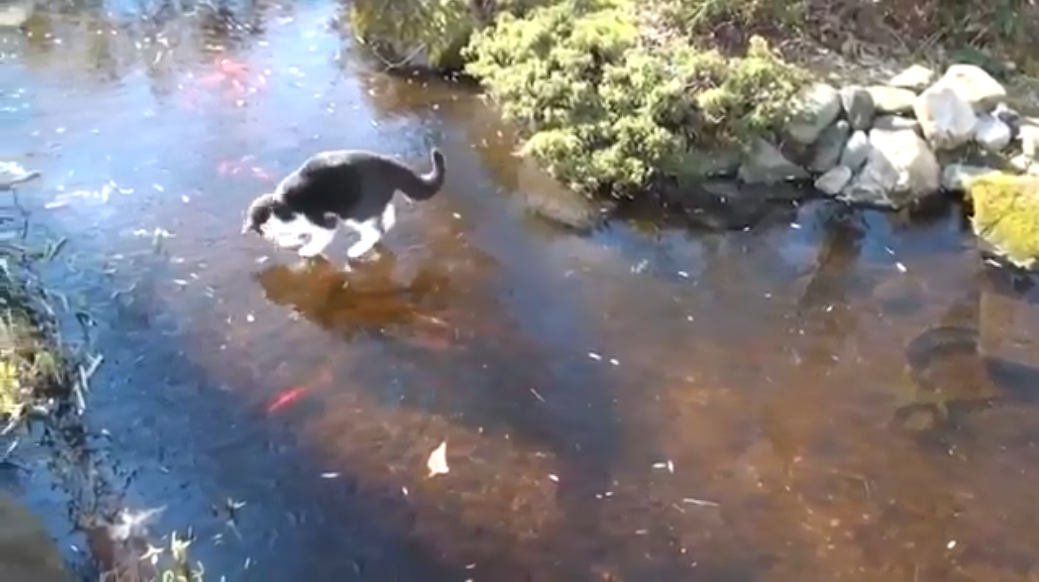 Kočka se snaží lovit v zamrzlém jezírku. Tohle VIDEO baví internet!