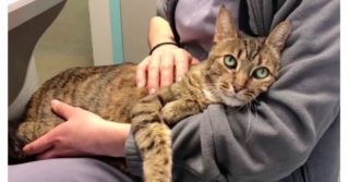 VIDEO: Veterináři pomohli kočce znovu chodit. Nemohla být vděčnější!