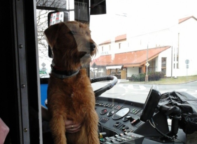Kam to bude, vážení? Chlupáč odmítl vystoupit z autobusu, hrál si na řidiče
