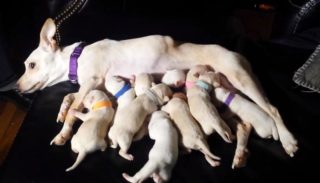 Světový rekord: Čivava naráz porodila 11 štěňátek! VIDEO