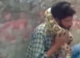 VIDEO: Muž nezvládl vystoupení s&nbsp;krajtou. Had ho málem udusil