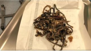 VIDEO jen pro&nbsp;otrlé: Doktoři našli kočičce v&nbsp;žaludku 36 gumiček na&nbsp;vlasy!