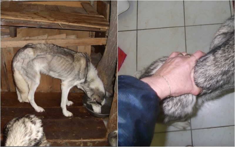 Muž úmyslně nekrmil psy. Fenky málem zemřely hlady!