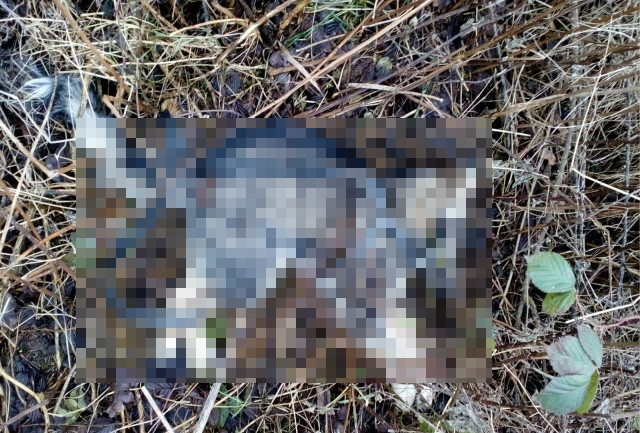 Muž, který brutálně ukopal štěně huskyho, byl obviněn z týrání zvířat. Kolik mu hrozí?