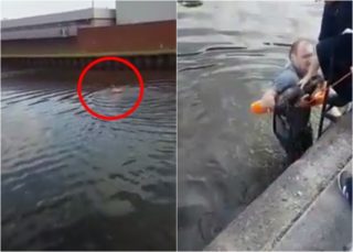 VIDEO: Krásný zákrok! Dělníci zachránili topící se kočičku z&nbsp;řeky