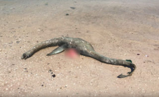 Lochnesská příšera v&nbsp;USA? Otec a&nbsp;syn objevili záhadného tvora