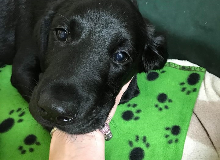 Muž, který surově zbil štěně v&nbsp;Prachaticích, stane před soudem. Kolik mu hrozí?