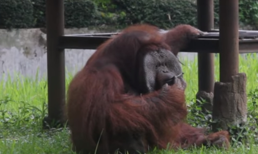 VIDEO: Orangutan v&nbsp;ZOO kouřil. Zahrada čelí obrovské kritice