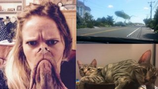 GALERIE: Obří brouk a&nbsp;rozpůlená kočka? To nejlepší z&nbsp;optických klamů