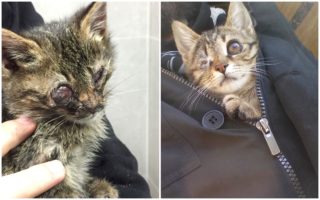 GALERIE: Muž našel těžce zraněné kotě. Vyléčil ho a&nbsp;chlupáče adoptoval