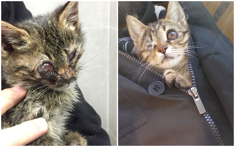 GALERIE: Muž našel těžce zraněné kotě. Vyléčil ho a chlupáče adoptoval