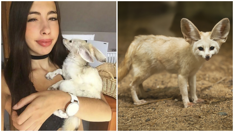 Dívka pobouřila internet! Bezmasou stravou trápí svého mazlíčka