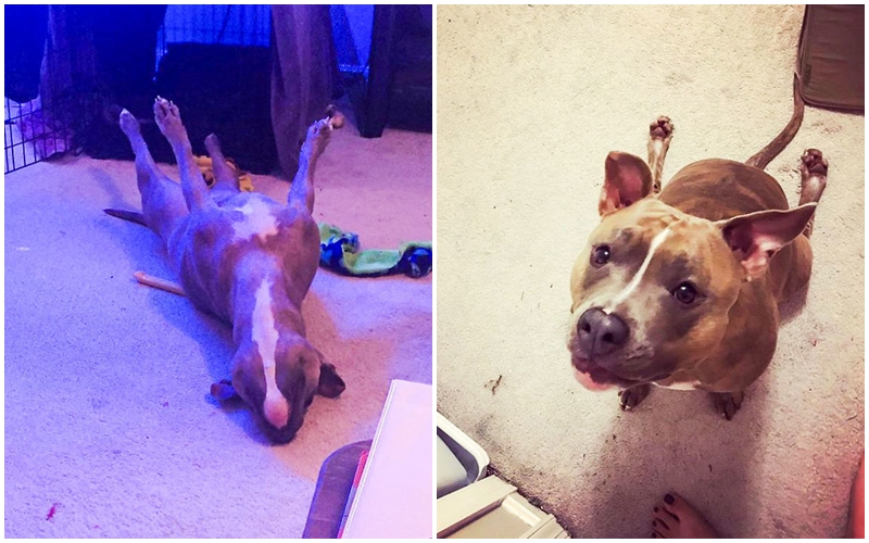GALERIE: Tahle fenka vás dostane! Výstřední pitbullka baví svět