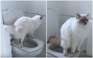 Tohle VIDEO musíte vidět! Kocour umí používat záchod, pokaždé po&nbsp;sobě i&nbsp;spláchne