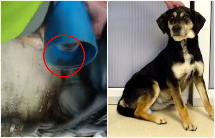 VIDEO: Chuděra! Fenka v Brně uvázla hlavou v trubce, pomohli jí strážníci