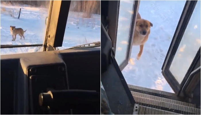 Na řidičku autobusu čeká tenhle chlupáč každý den. Proč to dělá? VIDEO
