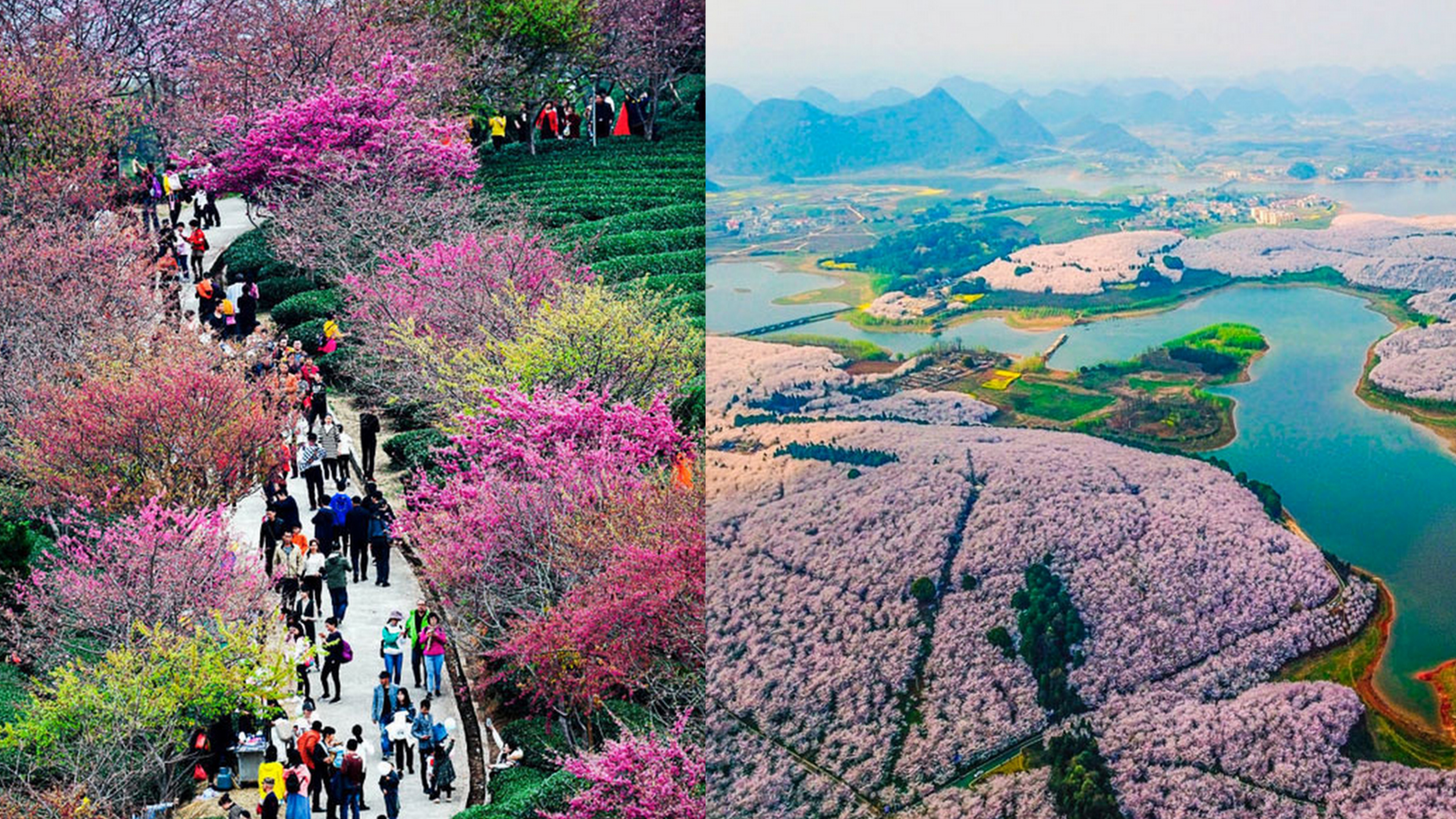 GALERIE: Jako z&nbsp;pohádky! Zemi zaplavily rozkvetlé sakury