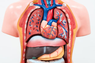 Lidské tělo má další orgán? Lékaři oslavují nový objev