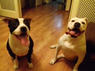 Skupina opilců vyhodila psa z&nbsp;terasy na&nbsp;ulici. Poté jej ještě zmlátila