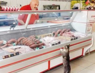 VIDEO: Zákazník roku! Kočička nepředbíhá a&nbsp;čeká ve frontě v&nbsp;řeznictví