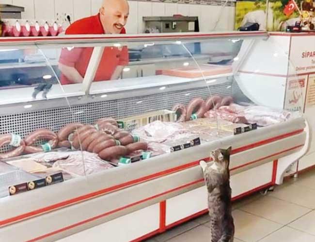 VIDEO: Zákazník roku! Kočička nepředbíhá a čeká ve frontě v řeznictví