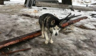 FOTO: Tenhle husky strávil celý život v&nbsp;mrazu na&nbsp;řetězu! Na&nbsp;stará kolena poprvé poznal teplo domova