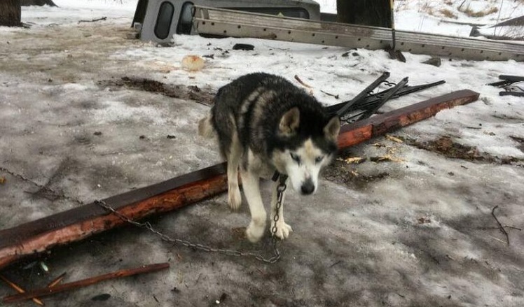 FOTO: Tenhle husky strávil celý život v mrazu na řetězu! Na stará kolena poprvé poznal teplo domova