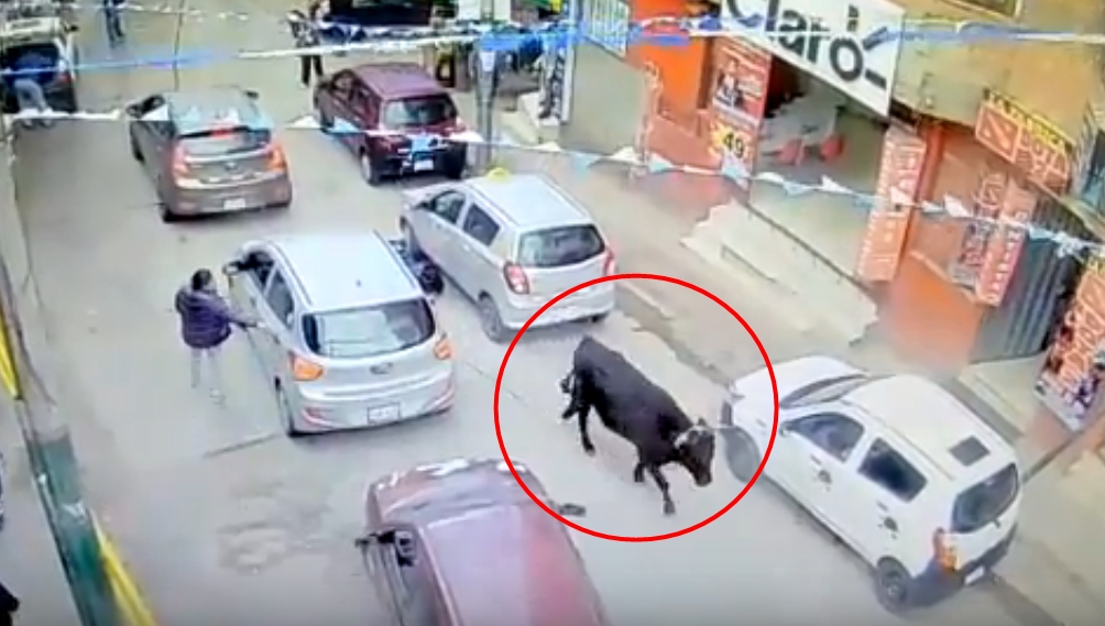VIDEO: Býk způsobil chaos v nákupním středisku