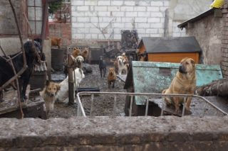 Děsivé VIDEO ze psí množírny v&nbsp;Polsku. Majitelkou psů je lékařka!