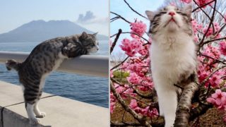 GALERIE: Neskutečné! Kočka vypadá na&nbsp;všech fotkách roztomile