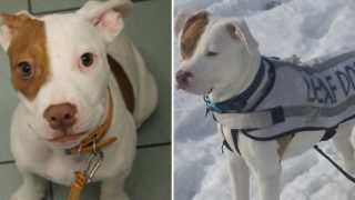 GALERIE: Osudem zkoušené hluché štěně konečně našlo domov