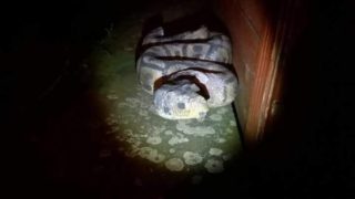 FOTO: Ženu v&nbsp;metru vystrašil velký had! Má to ale háček