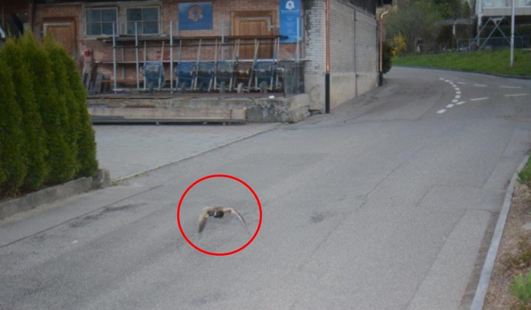 FOTO: Takový pirát silnic se jen tak nevidí! Kachna překročila povolenou rychlost