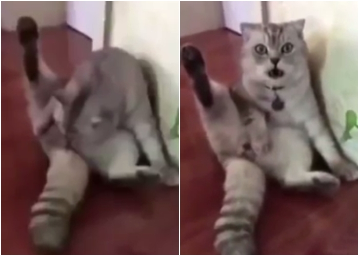 VIDEO: Kočka právě zjistila, že je vykastrovaná. Její reakce vás dostane!