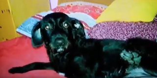 Muž vyhodil psa z&nbsp;devátého okna. Soud mu uložil směšný trest!