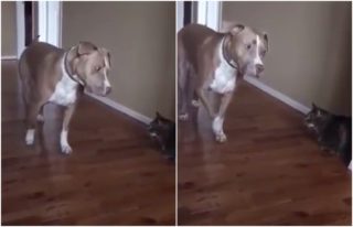 VIDEO: Nedýchat, nehýbat! Pitbull je k&nbsp;smrti vyděšený z&nbsp;číhající kočičky