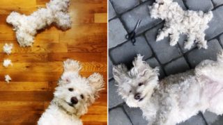 GALERIE: Roztomilý pes a&nbsp;díla z&nbsp;jeho chlupů dobývají internet