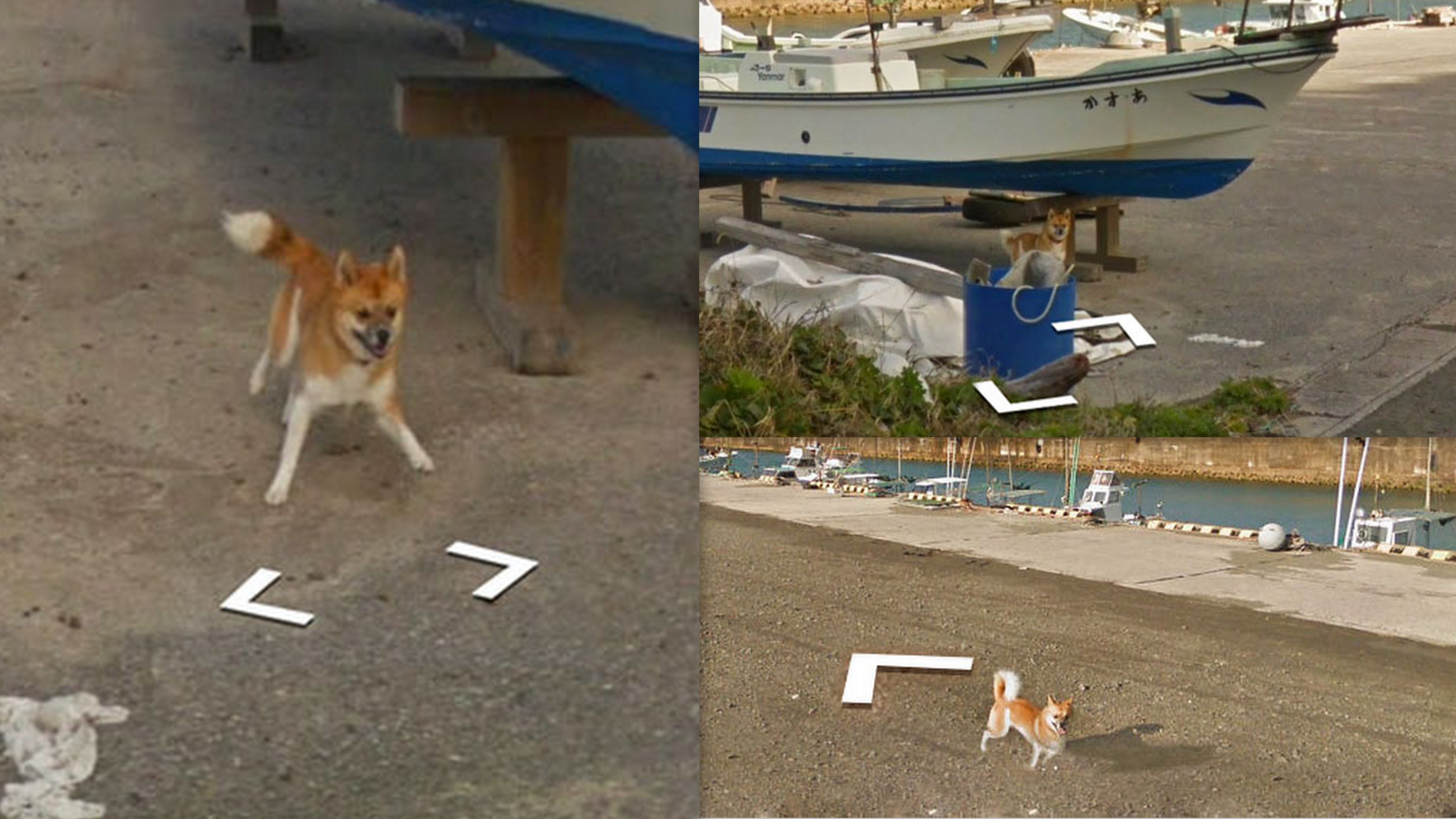 GALERIE: Psí hrdina utíkal za autem od Googlu